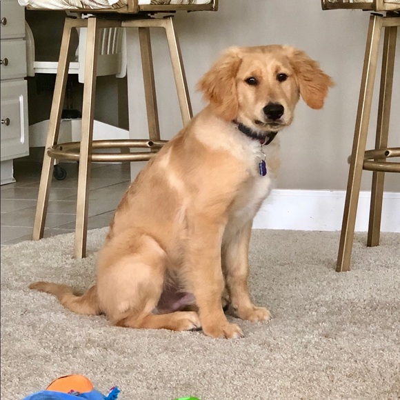 Meet your Posher, Rene - Picture 2 of 2